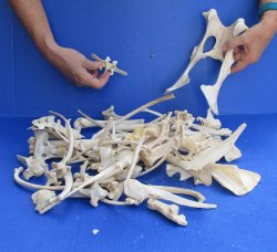 4lb Assorted Bones