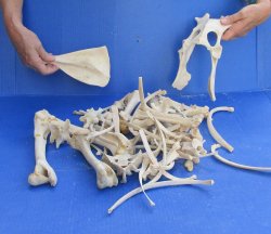 4lb Assorted Bones