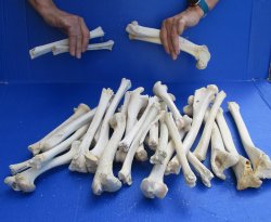 30 Deer Leg Bones 7" to 12" 