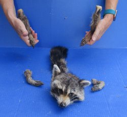Preserved Raccoon Head with Tail and 4 Legs 