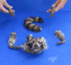 Preserved Raccoon Head with Tail and 4 Legs 