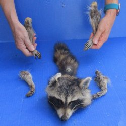 Preserved Raccoon Head with Tail and 4 Legs 
