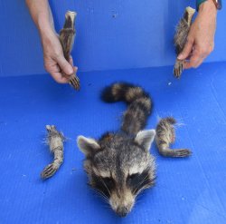 Preserved Raccoon Head with Tail and 4 Legs 