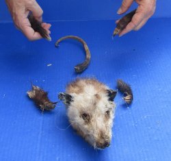 Preserved Opossum Head, Legs, & Tail