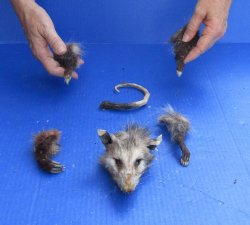 Preserved Opossum Head, Legs, & Tail