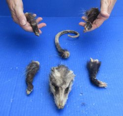 Preserved Opossum Head, Legs, & Tail