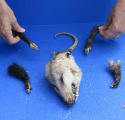 Preserved Opossum Head, Legs, & Tail