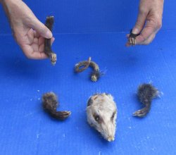Preserved Opossum Head, Legs, & Tail