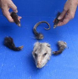 Preserved Opossum Head, Legs, & Tail