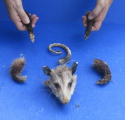 Preserved Opossum Head, Legs, & Tail