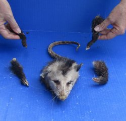 Preserved Opossum Head, Legs, & Tail