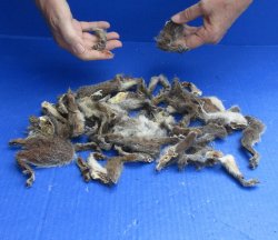 Real Squirrel Feet & Legs (50 piece) - $15