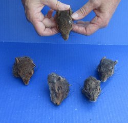Five Preserved Squirrel Heads 