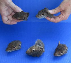 Five Preserved Squirrel Heads 