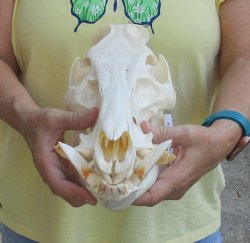 12-1/2" Wild Boar Skull