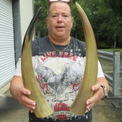 Two piece Tan Polished 17 & 18 inch Cattle/Cow Horns 