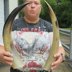 Two piece Tan Polished 17 & 19 inch Cattle/Cow Horns 