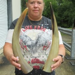Two piece Tan Polished 18 & 19 inch Cattle/Cow Horns 