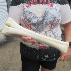 Camel leg bone (15") - $20