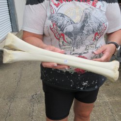 Camel leg bone (16") - $20
