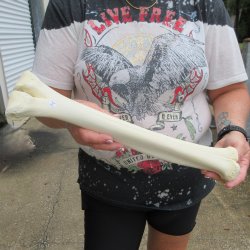 Camel leg bone (16") - $20