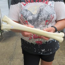 Camel leg bone (15") - $20