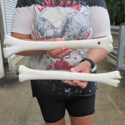 Two B-Grade Camel leg bones (14" & 15") - $25