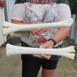 Two B-Grade Camel leg bones (14" & 15") - $25