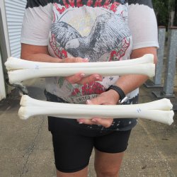 Two B-Grade Camel leg bones (15") - $25