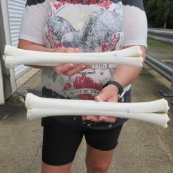 Two B-Grade Camel leg bones (14") - $25