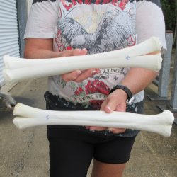 Two B-Grade Camel leg bones (14" & 15") - $25