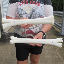 Two B-Grade Camel leg bones (14") - $25