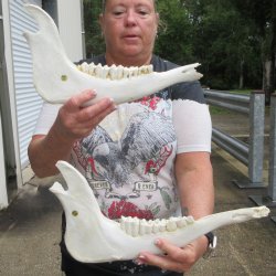 Two piece 12" & 15" Water Buffalo Bottom Jaw Bone