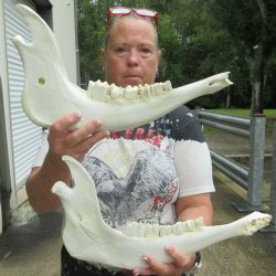 Two piece 14" and 15" Water Buffalo Bottom Jaw Bone