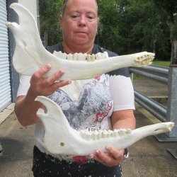 Two piece 15" Water Buffalo Bottom Jaw Bone