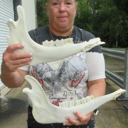 Two piece 13" and 14" Water Buffalo Bottom Jaw Bone