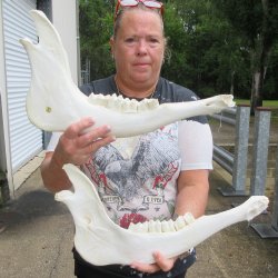 Two piece 17" Water Buffalo Bottom Jaw Bone