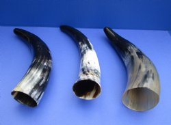 Wholesale Polished Cow Blowing Horn 12-15 inches - 2 pcs @ $7.50 each; 12 pcs @ $6.75 each