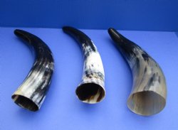 Polished Cow Blowing Horn 14-18 inches - 2 pcs @ $11.50 each; 12 pcs @ $10.25 each