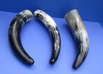 Wholesale Polished Cow Blowing Horn 12-15 inches - 2 pcs @ $7.50 each; 12 pcs @ $6.75 each