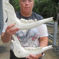Two piece 13" and 14" Water Buffalo Bottom Jaw Bone