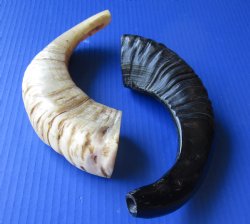 Polished Sheep horn Shofar 8 to 12 inches - 2 pc @ $9.00 each; 12 pc @ $8.10 each