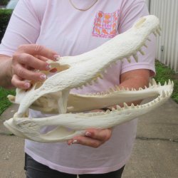  Real 14-1/2" B-Grade Florida Alligator Skull