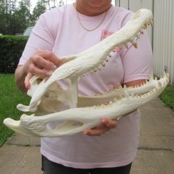  Real 17-1/2" B-Grade Florida Alligator Skull