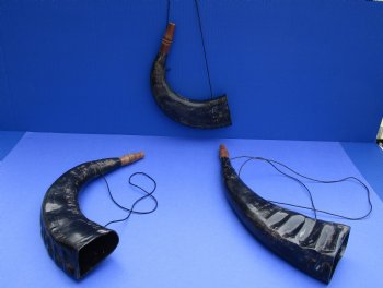 Wholesale Polished Water Buffalo blowing horn with thin black strap - 12 to 16 inches - 2 pcs @ $8.00 each; 12 pcs @ $7.20 each