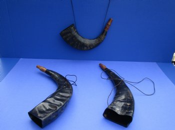 Wholesale Polished Water Buffalo blowing horn with thin black strap - 12 to 16 inches - 2 pcs @ $8.00 each; 12 pcs @ $7.20 each