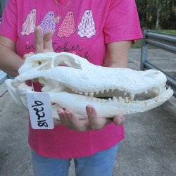 Real 12" B-Grade Florida Alligator Skull
