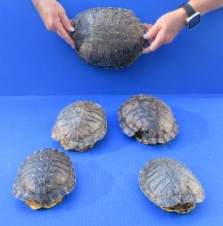 Five piece 5-1/4" to 8-3/4" B-Grade Red Eared Slider Turtle Shells