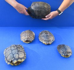 Five piece 4-1/4" to 8-1/2" B-Grade Red Eared Slider Turtle Shells