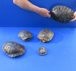 Five piece 3" to 8-1/4" B-Grade Red Eared Slider Turtle Shells